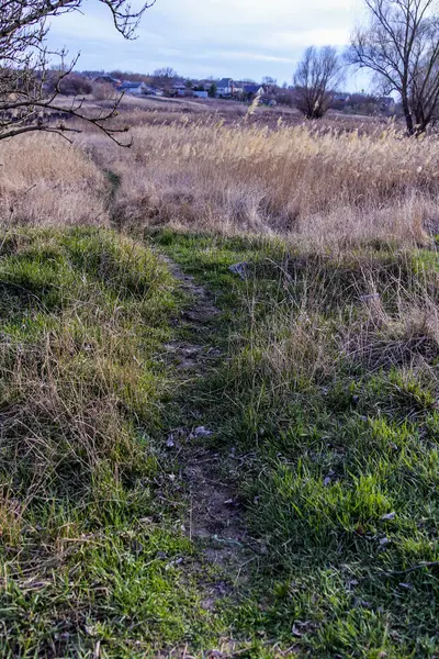 Yaylı sazlıklar, sazlıklar, püsküller, ağaçlar, çalılar, kır yolu, otların arasındaki patika, geniş taç, çıplak, rüzgar, uzak plan, manzara, çayır, vahşi çimen, gökyüzü, bulutlar, seyahat, kırsal bölge, sonbahar, yol, tarla