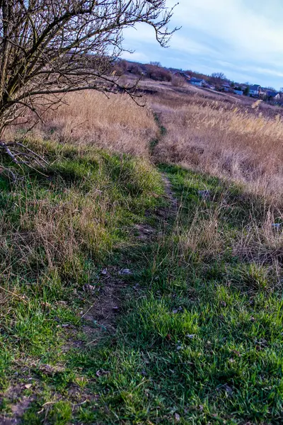 Yaylı sazlıklar, sazlıklar, püsküller, ağaçlar, çalılar, kır yolu, otların arasındaki patika, geniş taç, çıplak, rüzgar, uzak plan, manzara, çayır, vahşi çimen, gökyüzü, bulutlar, seyahat, kırsal bölge, sonbahar, yol, tarla