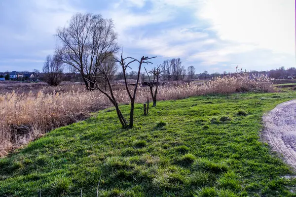 budanmış ağaç, oluşmuş taç, çıplak, çayır, dekoratif, çimen, sazlıklar, erken bahar, park, doğa, bahçe, bakım