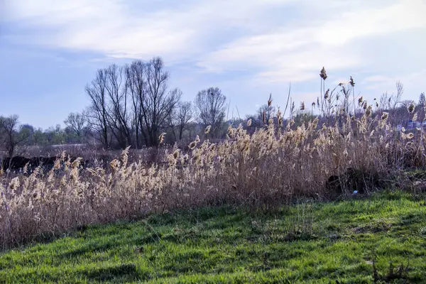 Yaylı sazlıklar, sazlıklar, püsküller, ağaçlar, çalılar, kır yolu, otların arasındaki patika, geniş taç, çıplak, rüzgar, uzak plan, manzara, çayır, vahşi çimen, gökyüzü, bulutlar, seyahat, kırsal bölge, sonbahar, yol, tarla