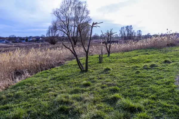 budanmış ağaç, oluşmuş taç, çıplak, çayır, dekoratif, çimen, sazlıklar, erken bahar, park, doğa, bahçe, bakım