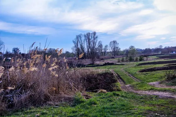 Yaylı sazlıklar, sazlıklar, püsküller, ağaçlar, çalılar, kır yolu, otların arasındaki patika, geniş taç, çıplak, rüzgar, uzak plan, manzara, çayır, vahşi çimen, gökyüzü, bulutlar, seyahat, kırsal bölge, sonbahar, yol, tarla