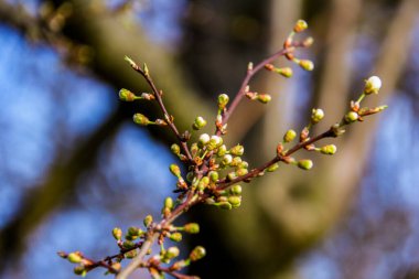 Açılmamış beyaz çiçek ağacı, küçük, bol, yeşil yapraklar, makro, bulanık arkaplan, gökyüzü, yeşillik, makro, çiçekler, çiçek, parlak,