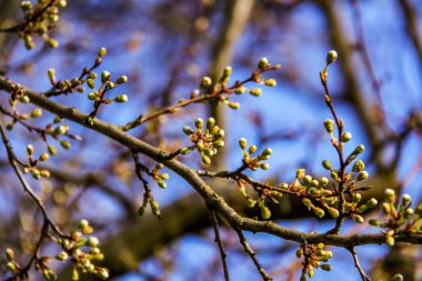 Açılmamış beyaz çiçek ağacı, küçük, bol, yeşil yapraklar, makro, bulanık arkaplan, gökyüzü, yeşillik, makro, çiçekler, çiçek, parlak,