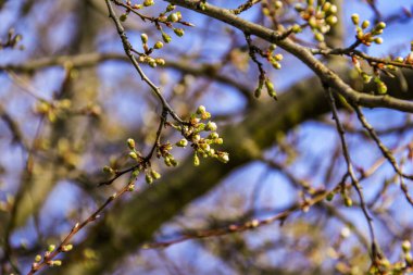 Açılmamış beyaz çiçek ağacı, küçük, bol, yeşil yapraklar, makro, bulanık arkaplan, gökyüzü, yeşillik, makro, çiçekler, çiçek, parlak,