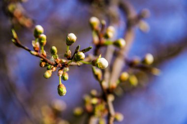 Açılmamış beyaz çiçek ağacı, küçük, bol, yeşil yapraklar, makro, bulanık arkaplan, gökyüzü, yeşillik, makro, çiçekler, çiçek, parlak,