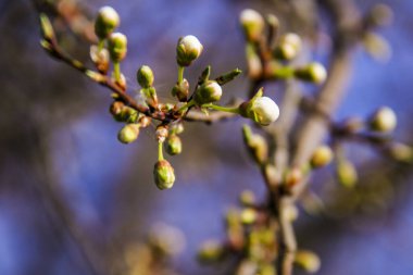Açılmamış beyaz çiçek ağacı, küçük, bol, yeşil yapraklar, makro, bulanık arkaplan, gökyüzü, yeşillik, makro, çiçekler, çiçek, parlak,