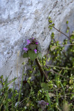 Çiçekler jasnotka mor, kırmızı ısırgan otu, shandra, pembe, küçük, bol, yeşil yapraklar, makro, beton bir çitin altında, yoğun büyüyen arka plan yeşili, tüylü, narin çiçekler, çiçek açan, parlak, vahşi, 