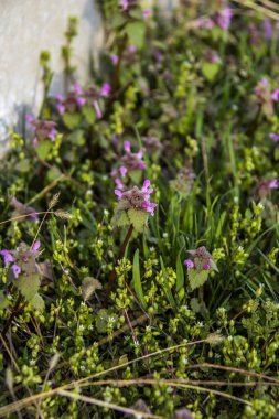 Mor sümbül, kırmızı ısırgan otu, shandra, pembe, küçük, bereketli, yeşil yapraklar, makro, yoğun büyüyen, arka plan yeşili, tüylü, narin çiçekler, çiçek açan, parlak, makro,