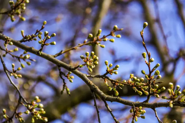 Açılmamış beyaz çiçek ağacı, küçük, bol, yeşil yapraklar, makro, bulanık arkaplan, gökyüzü, yeşillik, makro, çiçekler, çiçek, parlak,