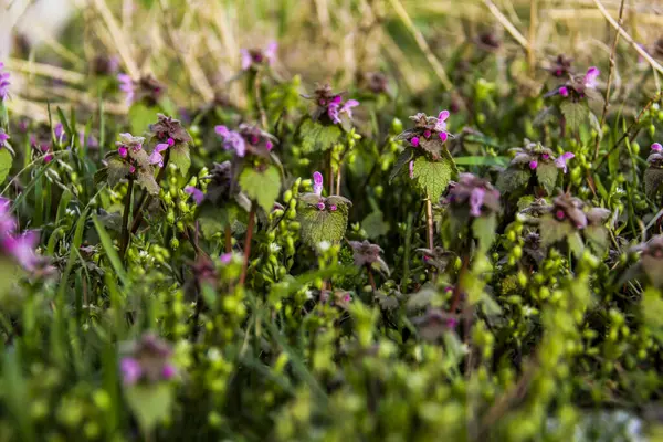 Mor sümbül, kırmızı ısırgan otu, shandra, pembe, küçük, bereketli, yeşil yapraklar, makro, yoğun büyüyen arka plan yeşili, tüylü, narin çiçekler, çiçek açan, parlak,