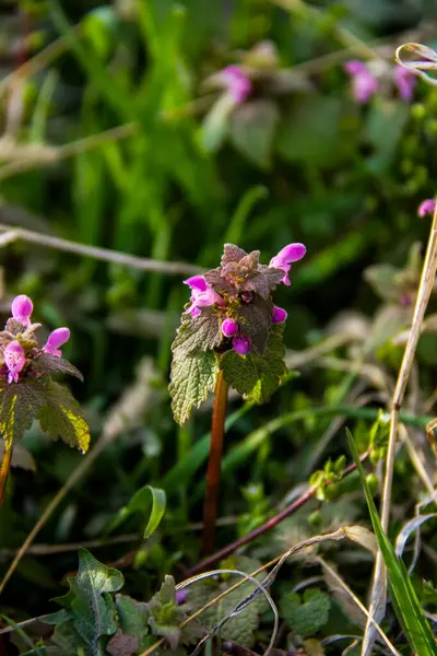 Mor sümbül, kırmızı ısırgan otu, shandra, pembe, küçük, bereketli, yeşil yapraklar, makro, yoğun büyüyen, arka plan yeşili, tüylü, narin çiçekler, çiçek açan, parlak, makro,