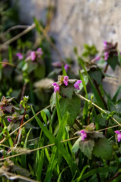 Mor sümbül, kırmızı ısırgan otu, shandra, pembe, küçük, bereketli, yeşil yapraklar, makro, yoğun büyüyen, arka plan yeşili, tüylü, narin çiçekler, çiçek açan, parlak, makro,