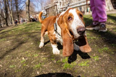 üzgün köpek, tam boy, basset hound, beyaz-kırmızı, alttaki manzara, merceğe bakan gözler, uzun kulaklar, yakın çekim, portre, yetişkin, kısa bacaklar, yaka, yürüyüş, hayvan, favori, arkadaş, erken bahar, manzara, bahçe, şehir, park, doğa, güneş, gölge