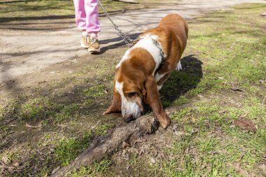 beyaz ve kırmızı köpek, basset av köpeği, ağaç köklerini koklama, tam boy, üst görüş, yerde uzun kulaklar, yeşil çimenler, yakın plan, sahibinin ayakları, yetişkin, kısa bacaklar, yaka, yürüyüş, evcil hayvan, favori, arkadaş, bahar, manzara, bahçe, şehir, park, doğa, güneş, gölgeler