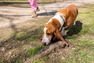 beyaz ve kırmızı köpek, basset av köpeği, ağaç köklerini koklama, tam boy, üst görüş, yerde uzun kulaklar, yeşil çimenler, yakın plan, sahibinin ayakları, yetişkin, kısa bacaklar, yaka, yürüyüş, evcil hayvan, favori, arkadaş, bahar, manzara, bahçe, şehir, park, doğa, güneş, gölgeler
