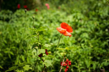 kırmızı haşhaş, beyaz kırmızı yapraklar, beyaz karaçam, çiçek, kabarık gövde, yeşil yapraklar, çayır, bahçe, temizlik, meyve kutuları, bulanık arka plan, yaz, tarla, çiçek