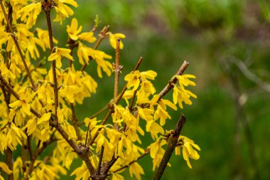 Forsythia asması, ağlama, altın çan, sarı çiçekler, çiçek açan çalı, bol bol dallar, bahar, 