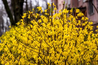 Forsythia asması, ağlama, altın çan, sarı çiçekler, çiçek açan çalı, bol bol dallar, bahar, 