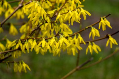 Forsythia asması, ağlama, altın çan, sarı çiçekler, çiçek açan çalı, bol bol dallar, bahar, 