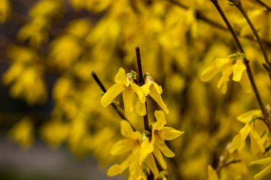 Forsythia asması, ağlama, altın çan, sarı çiçekler, çiçek açan çalı, bol bol dallar, bahar, 