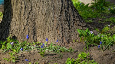 Muscari ermeniacum, soğan, menekşe, çiçek açan bitki, narin mavi, mavi çiçekler, çalılık kümesi, bir ağacın altında, erken bahar, çiçek açan orman, park, uzak plan, küçük, bahçe