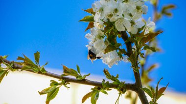 Shaggy Bumblebee oturur, nektar toplar, beyaz çiçekler, çiçek açan ağaç, taze yapraklar, kiraz, tatlı kiraz, dallar, bol bol, yakın plan, mavi arka plan, bulanık, gökyüzü, köyün kenarı, doğa, yaz manzarası, yürüyüş, gezi, 