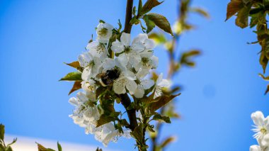 Shaggy Bumblebee oturur, nektar toplar, beyaz çiçekler, çiçek açan ağaç, taze yapraklar, kiraz, tatlı kiraz, dallar, bol bol, yakın plan, mavi arka plan, bulanık, gökyüzü, köyün kenarı, doğa, yaz manzarası, yürüyüş, gezi, 
