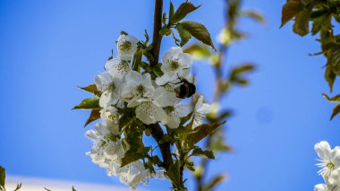 Shaggy Bumblebee oturur, nektar toplar, beyaz çiçekler, çiçek açan ağaç, taze yapraklar, kiraz, tatlı kiraz, dallar, bol bol, yakın plan, mavi arka plan, bulanık, gökyüzü, köyün kenarı, doğa, yaz manzarası, yürüyüş, gezi, 