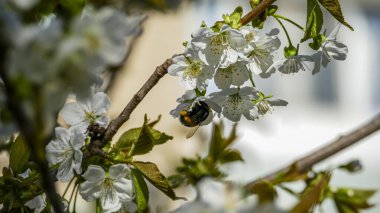 Shaggy yaban arısı oturma, beyaz çiçekler, çiçek açan ağaç, taze yapraklar, kiraz, tatlı kiraz, dallar, bol, yakın plan, gri-sarı arka plan, bulanık, gökyüzü, köyün kenarı, doğa, yaz, alt manzara, yürüyüş, seyahat, bahar