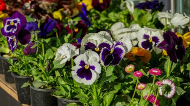 Mor rüzgar, beyaz, mavi, sarı, mavi göz, çiçekler, Begonya, papatyalar, papatyalar, bahçe, narin yapraklar, çiçek açan, bulanık arka plan, bahar, hediye, taze yeşillik, yakın çekim, makro,