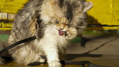 Kedi bir bankta oturur, bahçede, yıkanır, pembe dil, yüzünü pençesiyle yıkar, yükseltir, üç renkli, beyaz-kırmızı, tüylü, portre, tasma, yürüyüş, Sibirya, Pers cinsi, açık hava, genç, yakın plan,