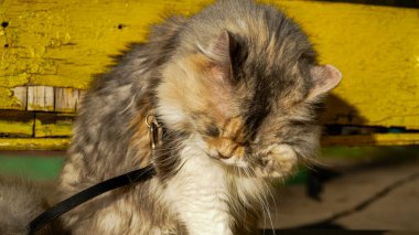 Kedi bankta oturur, bahçede yıkar, yüzünü yıkar, pençesiyle yıkar, kaldırır, zevkle şaşı, üç renkli, beyaz-kırmızı, tüylü, portre, tasma, yürüyüş, Sibirya, İran cins, açık hava, genç, büyük planlar, evcil hayvanlar, şirin
