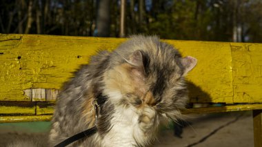 Kedi bankta oturur, bahçede yıkar, yüzünü yıkar, pençesiyle yıkar, kaldırır, zevkle şaşı, üç renkli, beyaz-kırmızı, tüylü, portre, tasma, yürüyüş, Sibirya, İran cins, açık hava, genç, büyük planlar, evcil hayvanlar, şirin