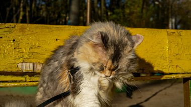 Kedi bankta oturur, bahçede yıkar, yüzünü yıkar, pençesiyle yıkar, kaldırır, zevkle şaşı, üç renkli, beyaz-kırmızı, tüylü, portre, tasma, yürüyüş, Sibirya, İran cins, açık hava, genç, büyük planlar, evcil hayvanlar, şirin