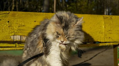 Kedi bankta oturuyor, bahçede, yıkanıyor, patisini dille yıkıyor, kalkıyor, üç renkli, beyaz-kırmızı, tüylü, tüylü kuyruklu, tasmalı, yürüyen, Sibiryalı, Pers cinsi, gözlerini kapatıyor, tatmin oluyor, tam uzunlukta, açık havada, yüksek binalarda, güneş, tüylü, evcil hayvan,