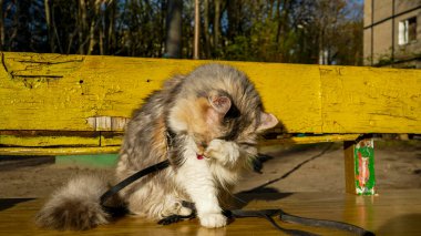 Kedi bankta oturuyor, bahçede, yıkanıyor, patisini dille yıkıyor, kalkıyor, üç renkli, beyaz-kırmızı, tüylü, tüylü kuyruklu, tasmalı, yürüyen, Sibiryalı, Pers cinsi, gözlerini kapatıyor, tatmin oluyor, tam uzunlukta, açık havada, yüksek binalarda, güneş, tüylü, evcil hayvan,