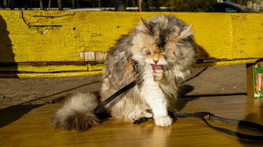 Kedi bankta oturuyor, bahçede, yıkanıyor, patisini dille yıkıyor, kalkıyor, üç renkli, beyaz-kırmızı, tüylü, tüylü kuyruklu, tasmalı, yürüyen, Sibiryalı, Pers cinsi, gözlerini kapatıyor, tatmin oluyor, tam uzunlukta, açık havada, yüksek binalarda, güneş, tüylü, evcil hayvan,