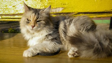 Yumuşak kedi, şaşı, aşağı bakan, bir bankta uzanan, kuyruğun altında beyaz pençeler, üç renkli, beyaz-kırmızı, tüylü, portre, tasma, komik, yürüyen, Sibirya, Pers cinsi, açık hava, genç, yakın plan