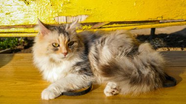 Yumuşak kedi, şaşı, bir bankta uzanan, kuyruğun altında beyaz patiler, çalılık, üç renkli, beyaz-kırmızı, tüylü, portre, tasma, komik, yürüyen, Sibirya, Pers cinsi, açık hava, genç, yakın plan,