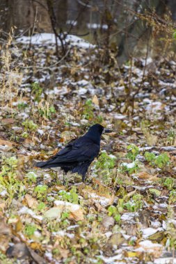 Kale, büyük siyah bir karga, sonbahar yaprakları üzerinde yürüyor, karla kaplı, güçlü gaga, donmuş yeşil çimenler, park, çalılar, soğuk mevsim, sonbahar, kış, gün