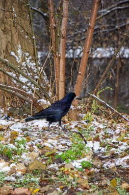Kale, büyük siyah bir karga, sonbahar yaprakları üzerinde yürüyor, karla kaplı, güçlü gaga, donmuş yeşil çimenler, park, çalılar, soğuk mevsim, sonbahar, kış, gün