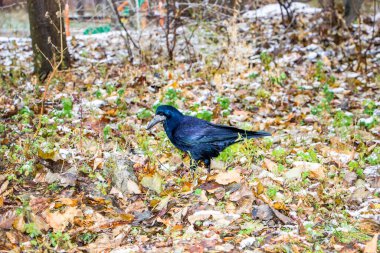 Kale, büyük siyah bir karga, sonbahar yaprakları üzerinde yürüyor, karla kaplı, güçlü gaga, donmuş yeşil çimenler, park, çalılar, soğuk mevsim, sonbahar, kış, gün