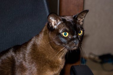 kedi yüzü, makro, başka tarafa bakan, mutlu, portre, sarı gözlü, kahverengi, cins, evcil hayvan, Avrupalı Burmalı, bakımlı, güzel, apartman dairesi,