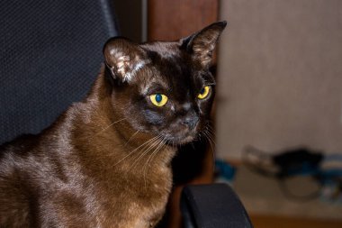 kedi yüzü, makro, başka tarafa bakan, mutlu, portre, sarı gözlü, kahverengi, cins, evcil hayvan, Avrupalı Burmalı, bakımlı, güzel, apartman dairesi,