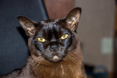 Kedi yüz, makro, objektife bakıyorum, tatmin olmuş, portre, sarı gözlü, kahverengi, cins, evcil hayvan, Avrupalı Burmalı, bakımlı, güzel, daire,