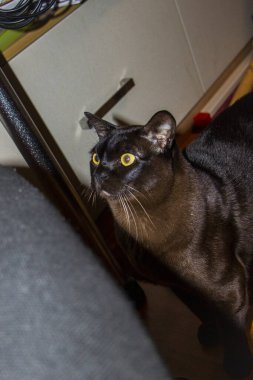 kedi yüzü, makro, başka tarafa bakan, mutlu, portre, sarı gözlü, kahverengi, cins, evcil hayvan, Avrupalı Burmalı, bakımlı, güzel, apartman dairesi,