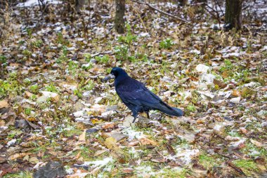Kale, büyük siyah bir karga, sonbahar yaprakları üzerinde yürüyor, karla kaplı, güçlü gaga, donmuş yeşil çimenler, park, çalılar, soğuk mevsim, sonbahar, kış, gün