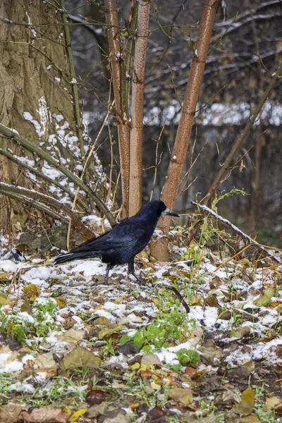 Kale, büyük siyah bir karga, sonbahar yaprakları üzerinde yürüyor, karla kaplı, güçlü gaga, donmuş yeşil çimenler, park, çalılar, soğuk mevsim, sonbahar, kış, gün