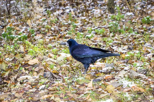 Kale, büyük siyah bir karga, sonbahar yaprakları üzerinde yürüyor, karla kaplı, güçlü gaga, donmuş yeşil çimenler, park, çalılar, soğuk mevsim, sonbahar, kış, gün
